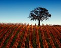 Picture Title - "THE TREE OF THE VINEYARD"