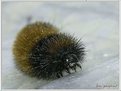 Picture Title - 'brown Caterpillar on thin ice'