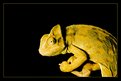Picture Title - african chameleon