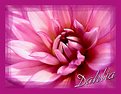 Picture Title - Dahlia