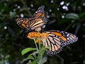 Picture Title - Monarch butterflies