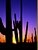 saguaro sunset