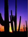 Picture Title - saguaro sunset