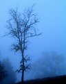 Picture Title - Misty Blue