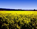 Picture Title - "YELLOW FIELD"
