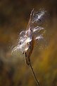 Picture Title - Milkweed / Pre-Flight 