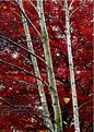 Picture Title - Three birches and a maple