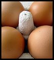 Picture Title - Eggs Are Erotic
