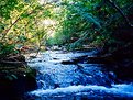 Picture Title - Forest Creek Re visited