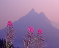 Picture Title - Fireweed