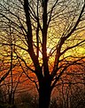 Picture Title - Sunset through the tree