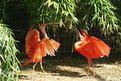 Picture Title - Red Ibis