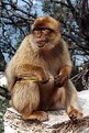 Picture Title - Barbary Ape (Wild)