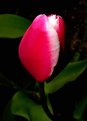 Picture Title - Tulip Solitary