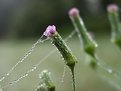 Picture Title - Snared, Tasselflower