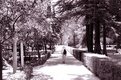 Picture Title - Gardens of the Alcazar, Seville