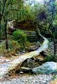 Picture Title - The Trail