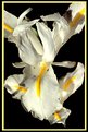 Picture Title - White Iris and Bugs