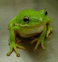 Picture Title - North Carolina Green Tree Frog