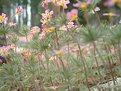 Picture Title - Pink Flowers