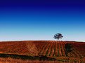 Picture Title - "WINTER'S VINEYARD"