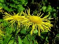 Picture Title - Yellow flowers