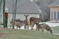 Picture Title - X' Mas with Deer