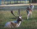 Picture Title - majestic deer
