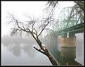 Picture Title - River Fog Tree