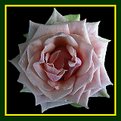 Picture Title - New Incarnation of the Pink Rose