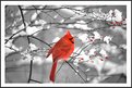 Picture Title - cardenal