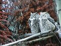 Picture Title - Canadian Eagle Owls