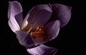 Picture Title - Fall Crocus I