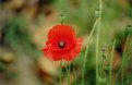 Picture Title - red