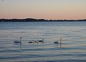 Picture Title - Swan family by sunset