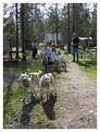 Picture Title - Dog sled in summer in Norway