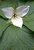 White Trillium