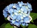 Picture Title - blue flowers