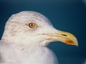 Picture Title - Sea-gull