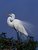 Giant Egret displaying plummage