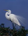 Picture Title - Giant Egret displaying plummage