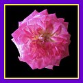 Picture Title - Another Pink Rose - Improved