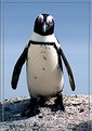 Picture Title - African Penguin