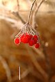 Picture Title - Iced Berries