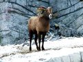 Picture Title - Mountain Sheep