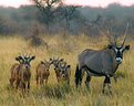 Picture Title - Oryx and Babies