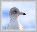 Picture Title - Gull