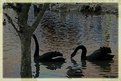 Picture Title - Surrealistic Swans