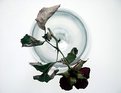 Picture Title - The rose