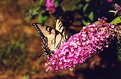 Picture Title - Tiger Swallowtail
